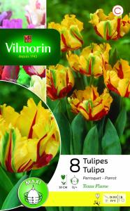 Tulipe Texas Flame (x8)